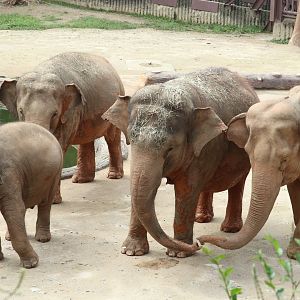The Zoo's Elephant herd