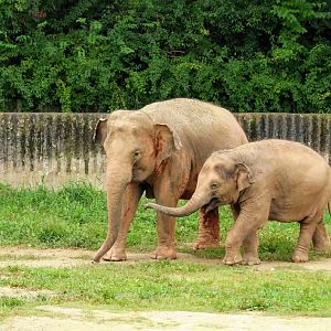 Asian Elephants - with mother and her calf
