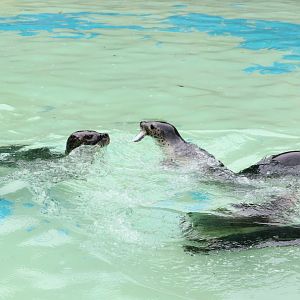 Spotted Seals