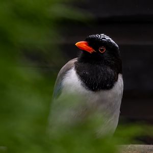 Red-billed Blue Magpie / Hamerton / 18-3-20