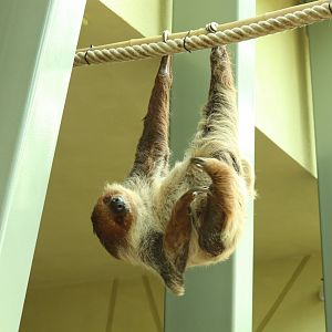 Two-toed Sloth