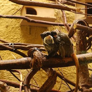 Emperor Tamarins