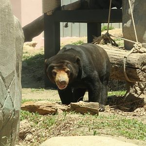 Sun Bear