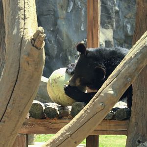 Asian Black Bear