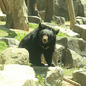 Asian Black Bear