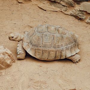 African Spurred Tortoise