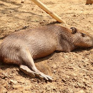Capybara
