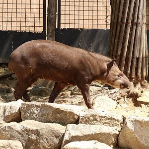 South American Tapir
