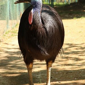 Southern Cassowary