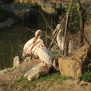 Great White Pelicans