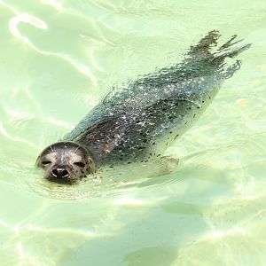 Spotted Seal