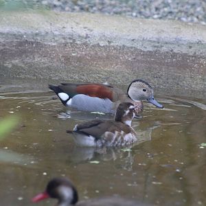 Ringed Tel 17 March 2020