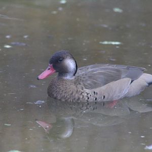 Greater Brazilian Teal March 2020