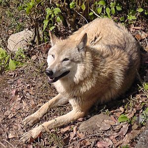 Himalayan Wolf, Darjeeling Zoo