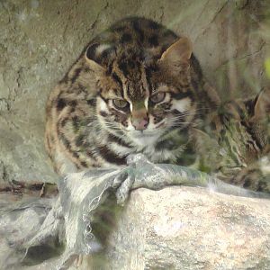 Leopard Cat, Darjeeling Zoo