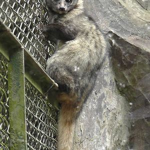 Asian Palm Civet, Darjeeling Zoo