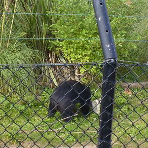 Sloth Bear on the Mappins