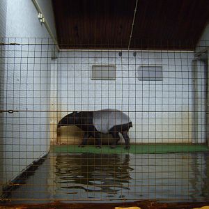 Malayan Tapir in Cotton Terraces