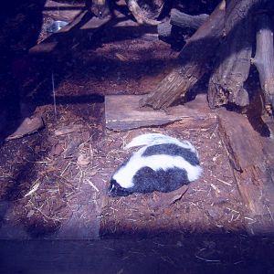 Striped Skunk (in Zoo World)