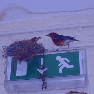 Orange-Headed Thrush nesting