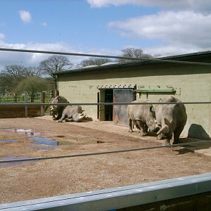 White Rhinoceros crash, April 2006