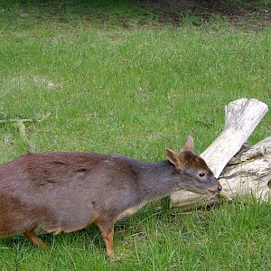 Southern Pudu, April 2008
