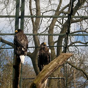 Steller's Sea Eagles, April 2008