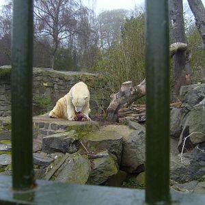 Polar Bear, April 2009