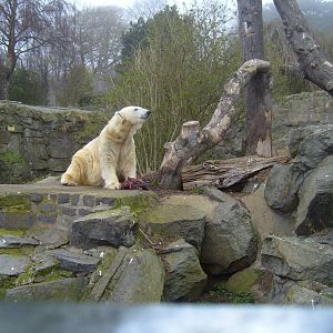 Polar Bear, April 2009