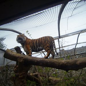 Sumatran Tiger, April 2009