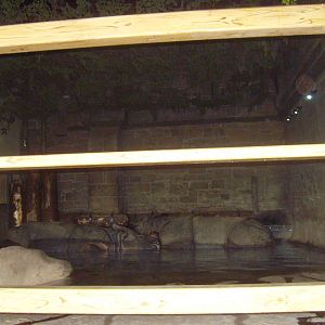 Indian Rhinoceros, April 2009