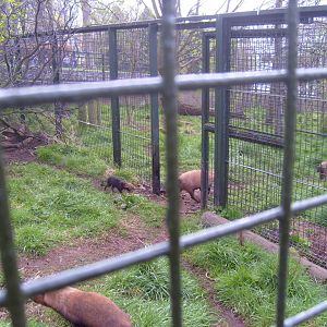 Bush Dog pack, April 2009