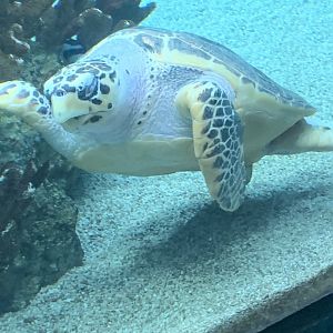 Hawksbill Turtle from Tropical Reef