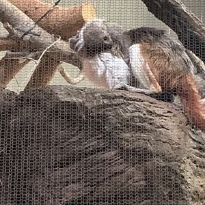 Baby titi riding on Cotton top tamarin