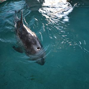 Risso's doiphin,Grampus griseus