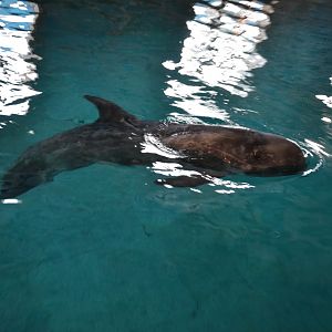 Risso's doiphin,Grampus griseus