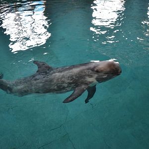 Risso's doiphin,Grampus griseus