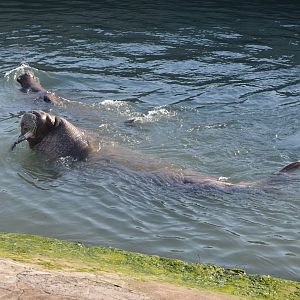 Walrus,Odobenus rosmarus