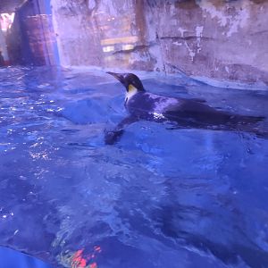 emperor penguin (Aptenodytes forsteri)