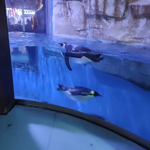 emperor penguin (Aptenodytes forsteri)