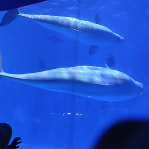 beluga whale，white whale (Delphinapterus leucas)