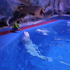 beluga whale，white whale (Delphinapterus leucas)