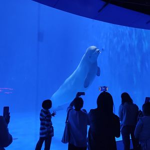 beluga whale，white whale (Delphinapterus leucas)