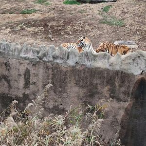 Siberian tiger （Panthera tigris altaica）