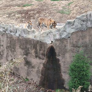 Siberian tiger （Panthera tigris altaica）