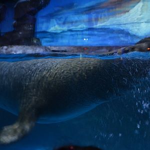 Grey seal,Halichoerus grypus