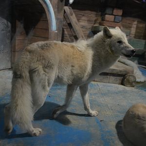 Arctic wolf,Canis lupus arctos