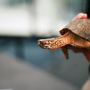 Box Turtle ID? Nat'l Aquarium in Baltimore, Ambassador Animal