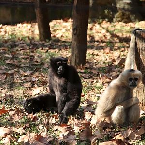 Skywalker hoolock gibbon and Northern white-cheeked gibbon