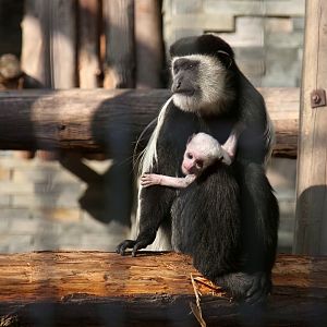 Eastern black-and-white colobus and her babay